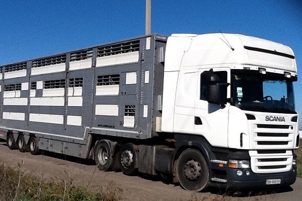 Россия закрыла транзит живых животных из Украины